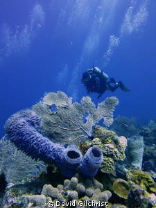 Reef Scenic with Diver , Roatan, Honduras- West End Wall.... by David Gilchrist 
